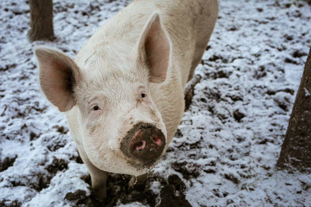eläinten turvakodissa iso possu seisoo lumipeitteisellä maalla ulkona laitumella kärsä mudassa